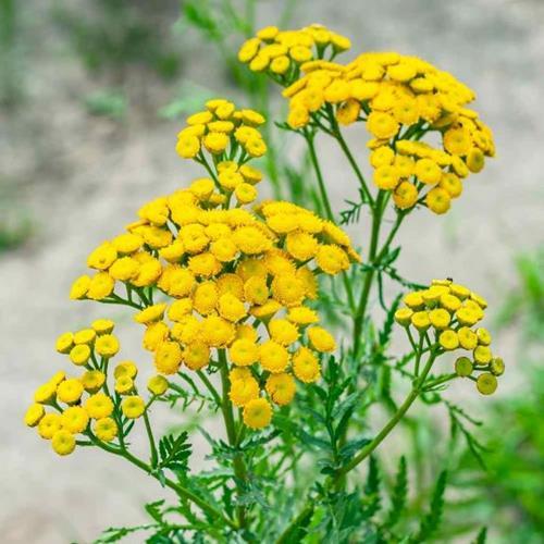 TANSY  YELLOW YARROW